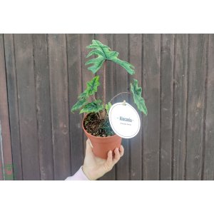 Alokázia (Alocasia tandurusa) ´JACKLYN´ - výška 20-25 cm, kont. C1,5L - DRUHÁ ŠANCA
